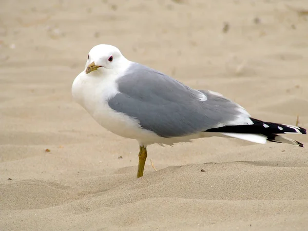 Scenic View Beautiful Cute Gull Bird — Stock Photo, Image