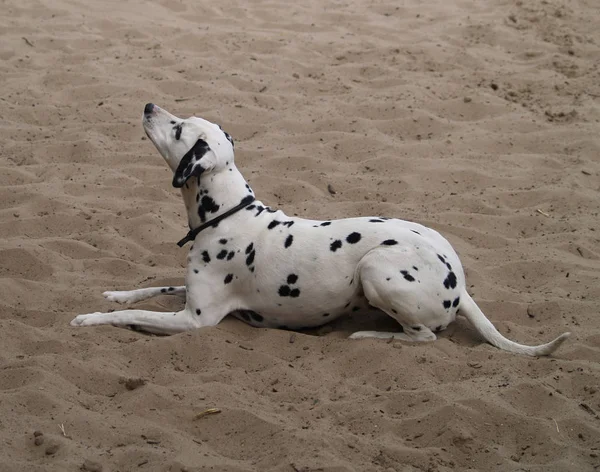 达尔马提亚犬 黑白宠物狗 — 图库照片