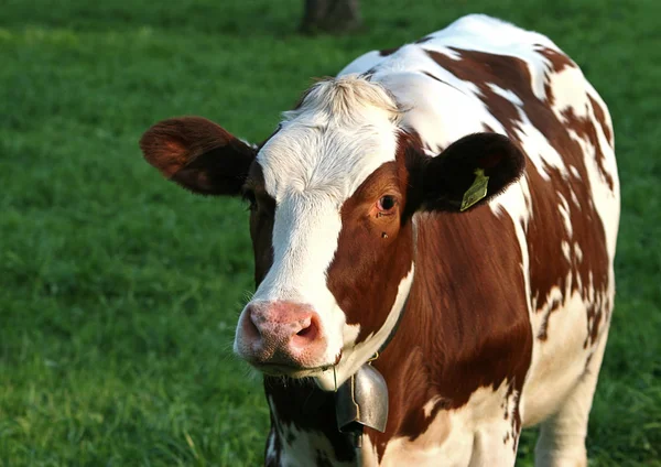 Vaches Dans Paysage Naturel Orientation Sélective — Photo