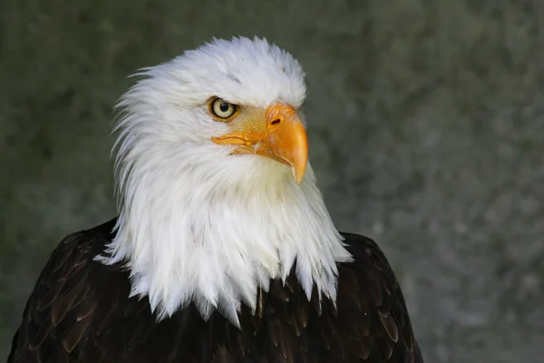 Scenic View Majestic Bald Eagle Wild Nature — Stock Photo, Image