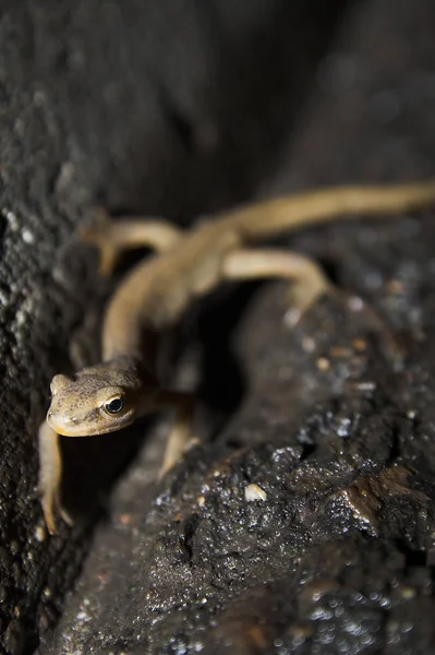 Zblízka Ještěrka Biotopu Koncept Divokosti — Stock fotografie