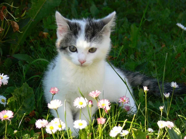 Portrait Cute Cat — Stock Photo, Image