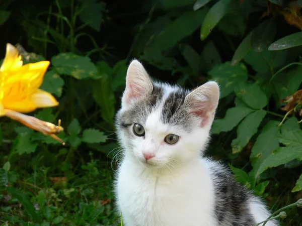 Retrato Lindo Gato — Foto de Stock