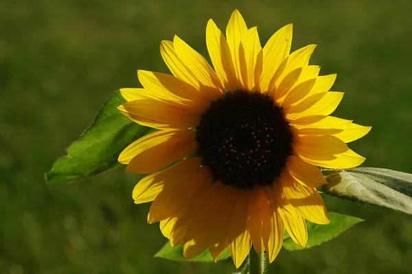 Schöne Blumen Blumiges Konzept Hintergrund — Stockfoto