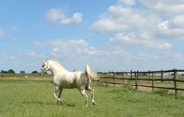 Lindo Caballo Naturaleza Salvaje — Foto de Stock