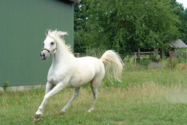 Χαριτωμένο Άλογο Στην Άγρια Φύση — Φωτογραφία Αρχείου