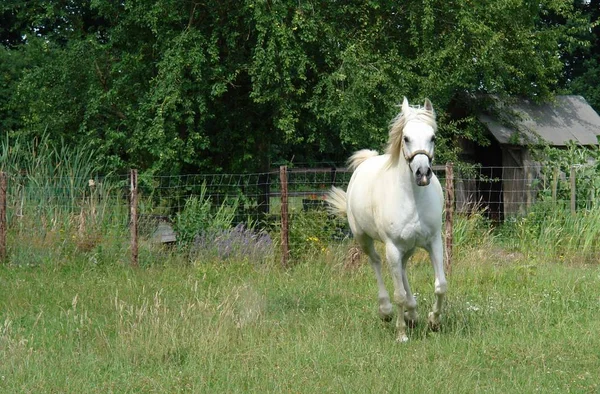 Caballo Blanco Campo —  Fotos de Stock