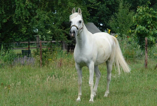 Schattig Paard Wilde Natuur — Stockfoto