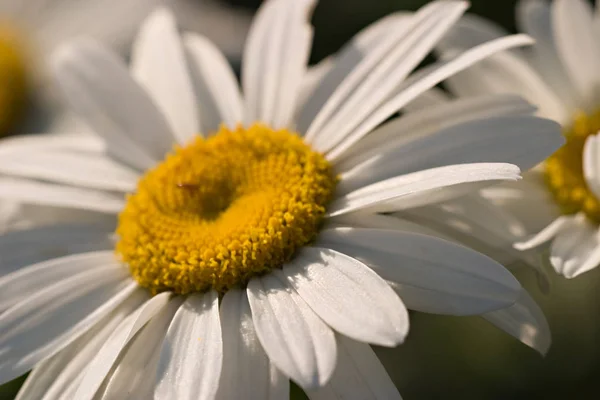 Malebný Pohled Krásné Marguerite Květiny — Stock fotografie