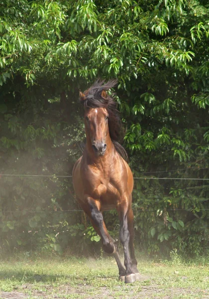 Paarden Overdag Buiten — Stockfoto