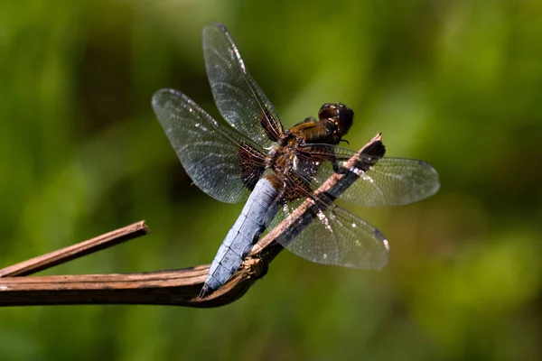 Nature Insect Dragonfly Odonata Fly — Stock Photo, Image