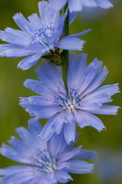 Krásný Botanický Záběr Přírodní Tapety — Stock fotografie