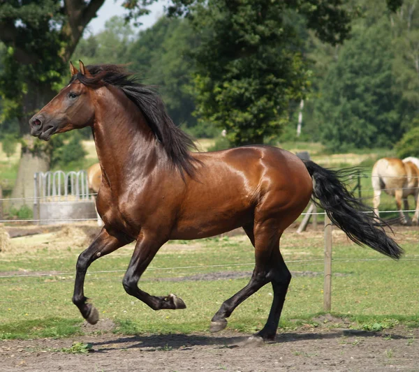 昼間は屋外の馬 — ストック写真