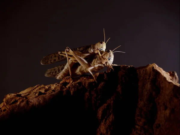 Primo Piano Bug Natura Selvaggia — Foto Stock