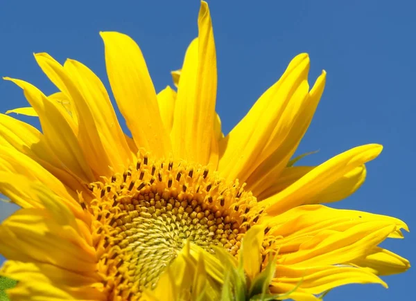 Žluté Slunečnice Okvětní Lístky Flóra — Stock fotografie