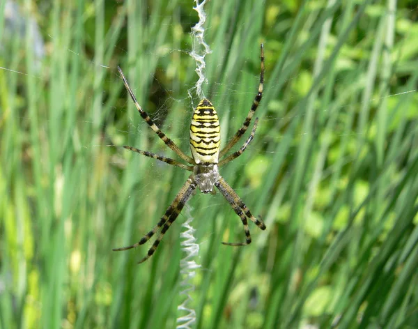 Eng Griezelig Spinneninsect — Stockfoto