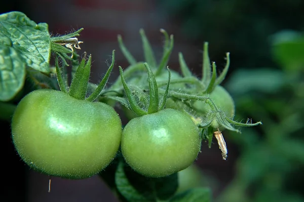 Cibo Vegetariano Attenzione Selettiva — Foto Stock