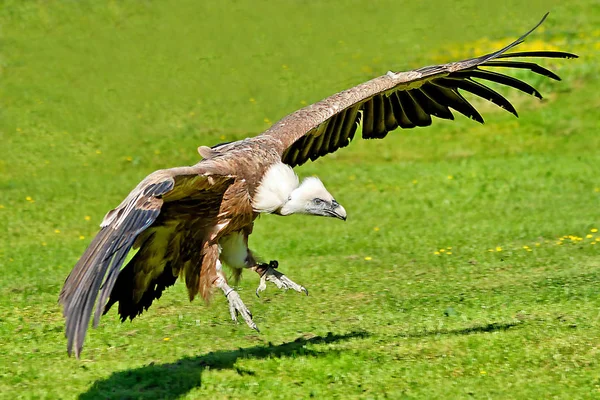 Γραφική Θέα Της Όμορφης Griffon Πουλί — Φωτογραφία Αρχείου