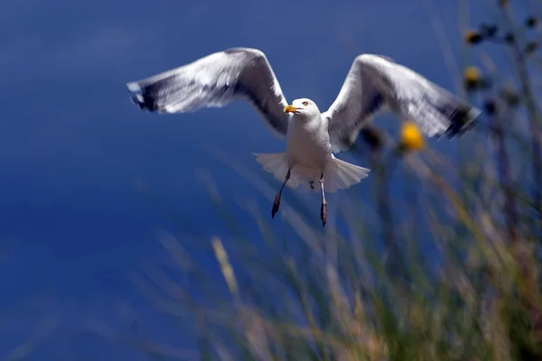 Duinen Van Holland — Stockfoto