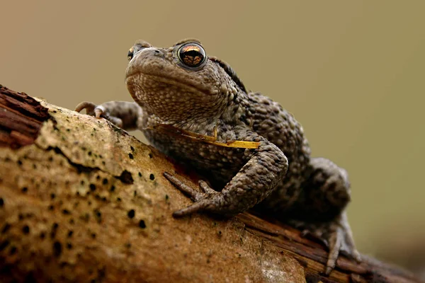 Nahaufnahme Von Wildfrosch — Stockfoto