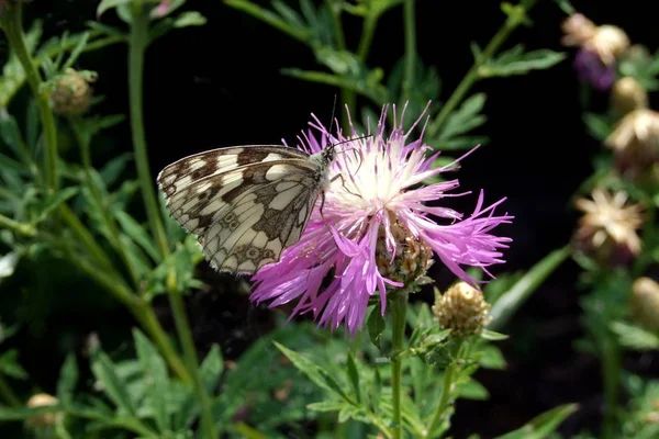 Gros Plan Bug Nature Sauvage — Photo