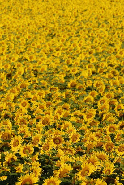 Sarı Ayçiçeği Yaprakları Flora — Stok fotoğraf