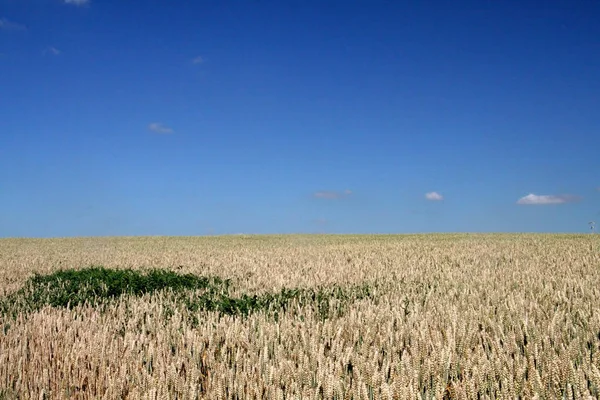 Rolnictwo Wiejskie Pole Pszenicy — Zdjęcie stockowe