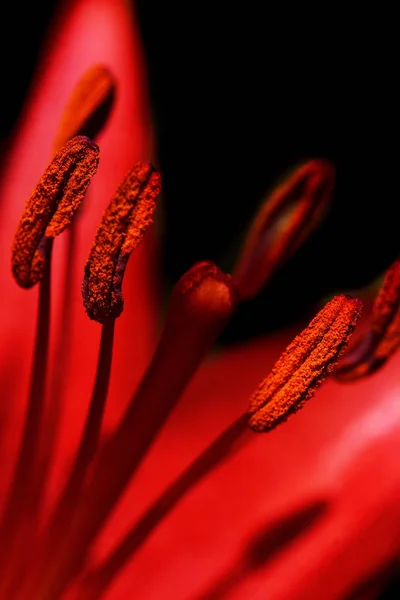 Vue Rapprochée Belle Fleur Lys — Photo