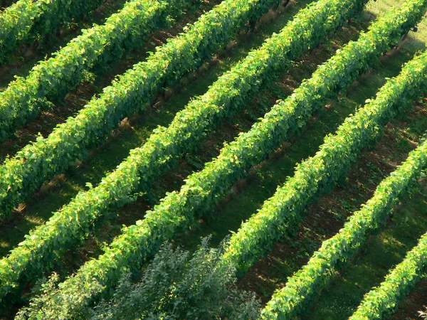 Grapes Growing Vineyard — Stock Photo, Image