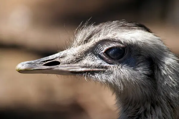 Scenic View Beautiful Bird Nature — Stock Photo, Image