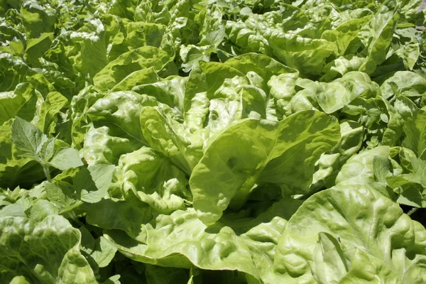 Closeup View Tasty Fresh Salad — Stock Photo, Image