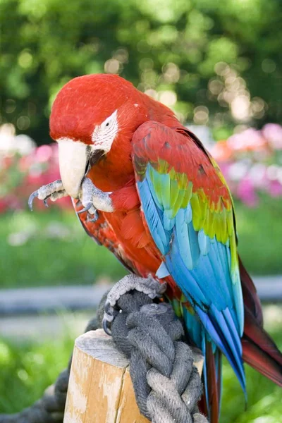 Tropischer Papageienvogel Flora Und Fauna — Stockfoto