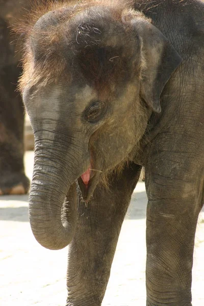 Sloní Baby Zoo Hannover — Stock fotografie