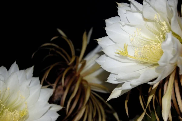 Nur Wenn Mehr Als Blüten Gleichzeitig Geöffnet Sind Bemerken Sie — Stockfoto