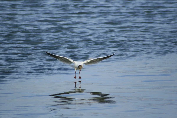 Vue Panoramique Bel Oiseau Nature — Photo