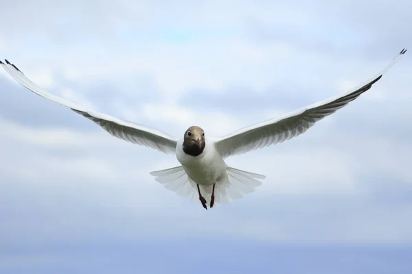 Vista Panorâmica Belas Aves Gaivotas Natureza — Fotografia de Stock