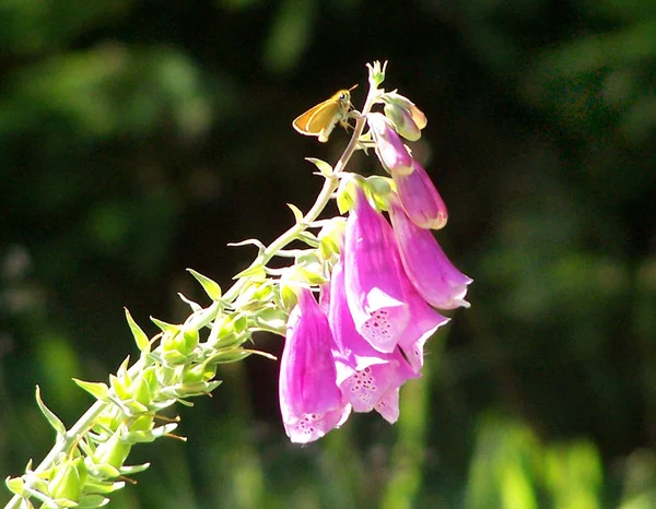 Nahaufnahme Von Schönen Bunten Schmetterling — Stockfoto