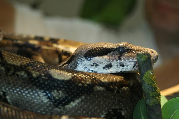 Cobra Perigosa Predador Réptil Cobra — Fotografia de Stock