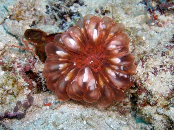 インド海で採取された珍しいバブルサンゴは — ストック写真