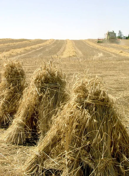 Raccolto Campi Paese Agricoltura Agricola — Foto Stock