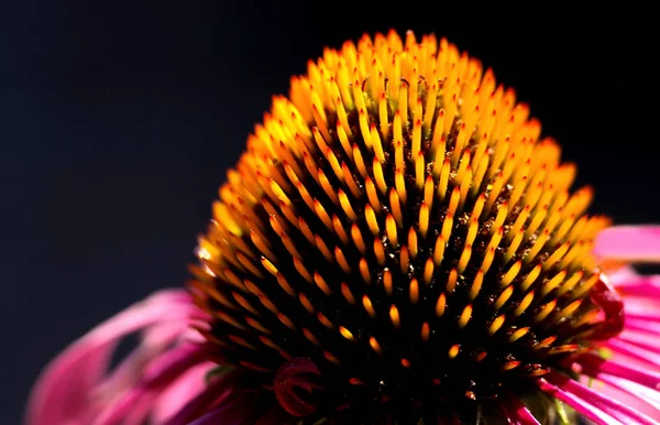 Красиві Квіти Фон Природи — стокове фото