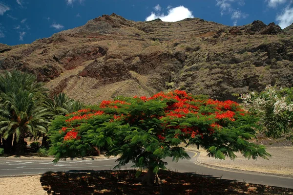 Blomstrande Röd Låga Träd — Stockfoto
