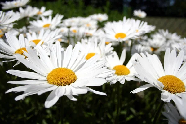 Prästkragar Vita Blommor — Stockfoto