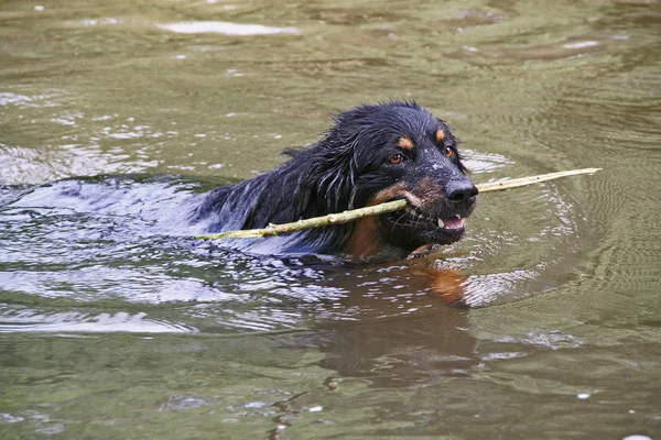 Ritratto Cane Carino — Foto Stock