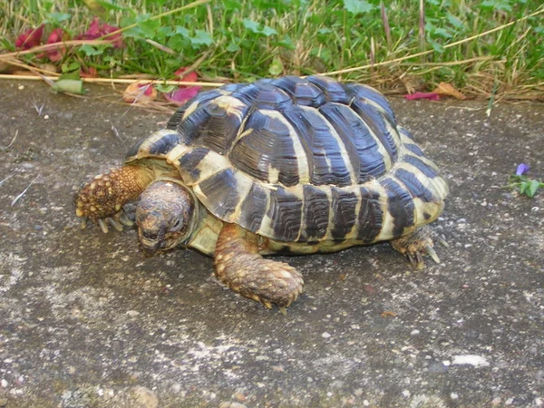 Réptil Tartaruga Criatura Animal — Fotografia de Stock