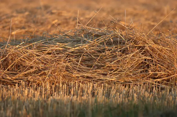 Naturskön Utsikt Över Landsbygden Selektivt Fokus — Stockfoto