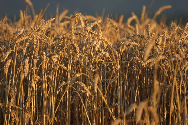 Landwirtschaftliche Landschaft Getreideanbau — Stockfoto