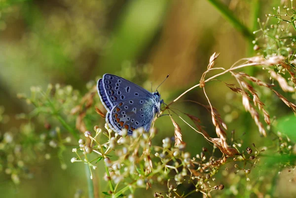 Gros Plan Merle Bleu Sur Fond Flou — Photo