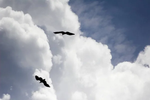Avvoltoio Barbuto Campo Libero Fronte Alle Nuvole Nschludertal Alto Adige — Foto Stock