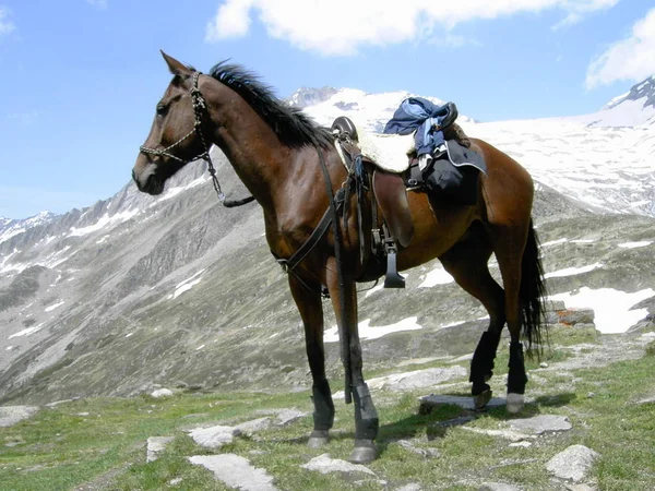 Horse Animal Equine Mammal — Stock Photo, Image